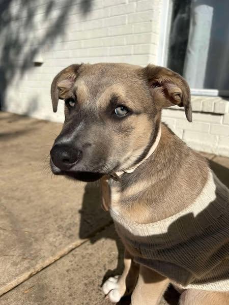 Ella, a Adoptable mixed breed in Dallas, TX image 3/3