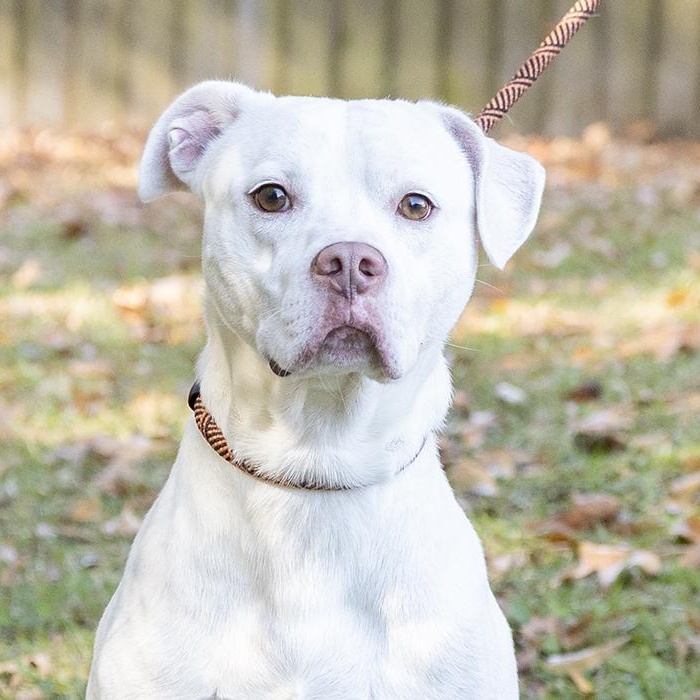 Enlarge Gravy, a ADOPTABLE Boxer in Slidell, LA image 1/3