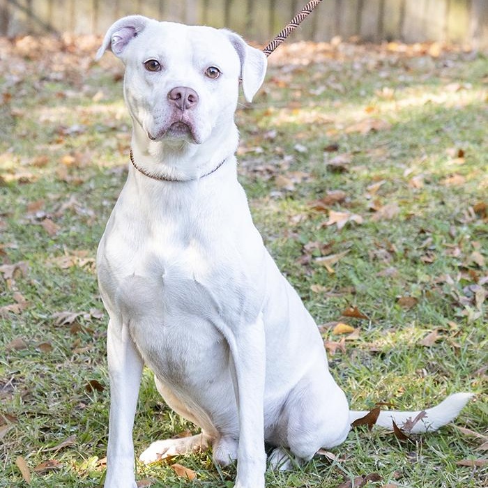 Enlarge Gravy, a ADOPTABLE Boxer in Slidell, LA image 2/3