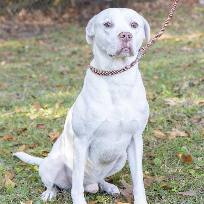 Enlarge Gravy, a ADOPTABLE Boxer in Slidell, LA image 3/3