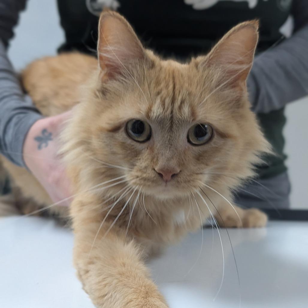 Enlarge Poinsettia, a Adoptable Domestic Medium Hair in Canton, IL image 2/5