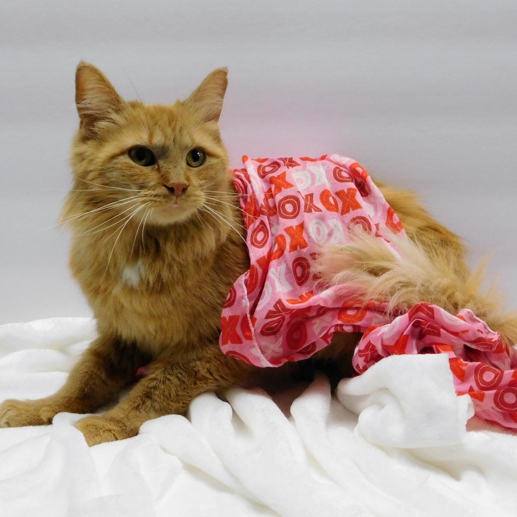 Enlarge Poinsettia, a Adoptable Domestic Medium Hair in Canton, IL image 3/5