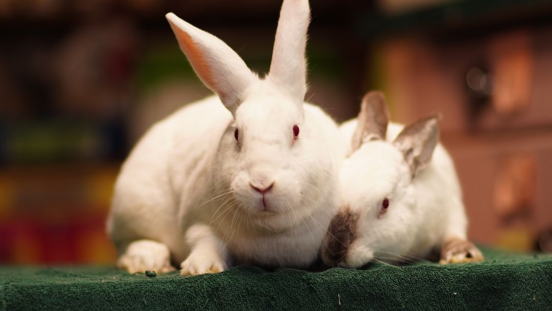 Ozzie and Harriet, Adoptable, Adult Male Californian & New Zealand.