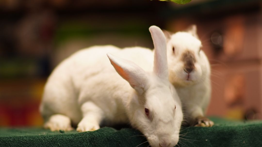 Ozzie and Harriet, a Adoptable mixed breed in Vancouver, BC image 2/4
