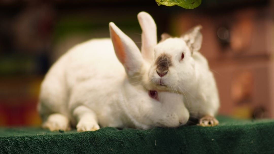 Ozzie and Harriet, a Adoptable mixed breed in Vancouver, BC image 4/4
