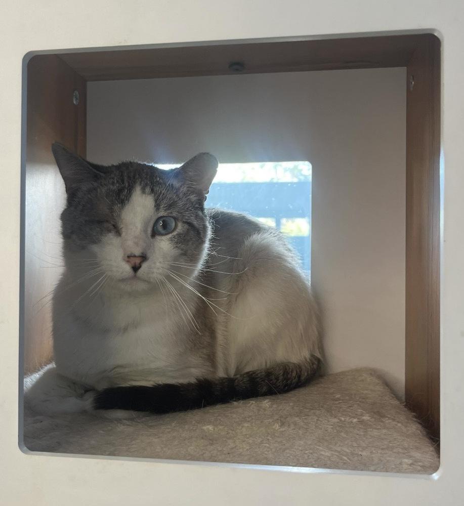 Luffy, Adoptable, Adult Male Domestic Short Hair.