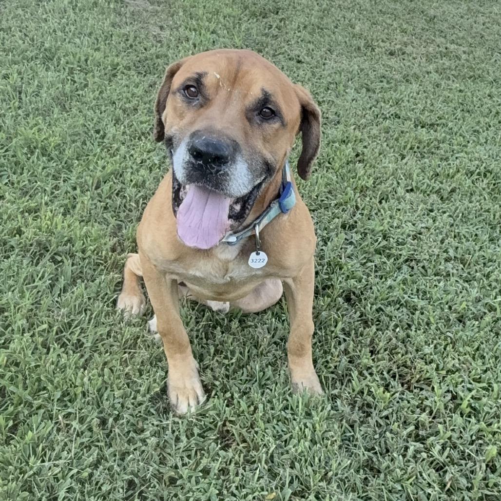 Bruiser, Adoptable, Adult Male Mastiff.