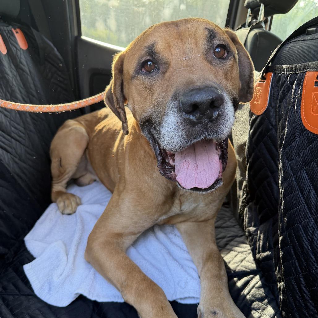 Enlarge Bruiser, a Adoptable Mastiff in manchester, PA image 2/2