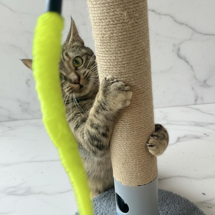 Meow, a Adoptable Domestic Short Hair in Leander, TX image 1/3