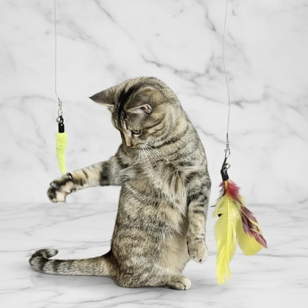 Meow, a Adoptable Domestic Short Hair in Leander, TX image 2/3