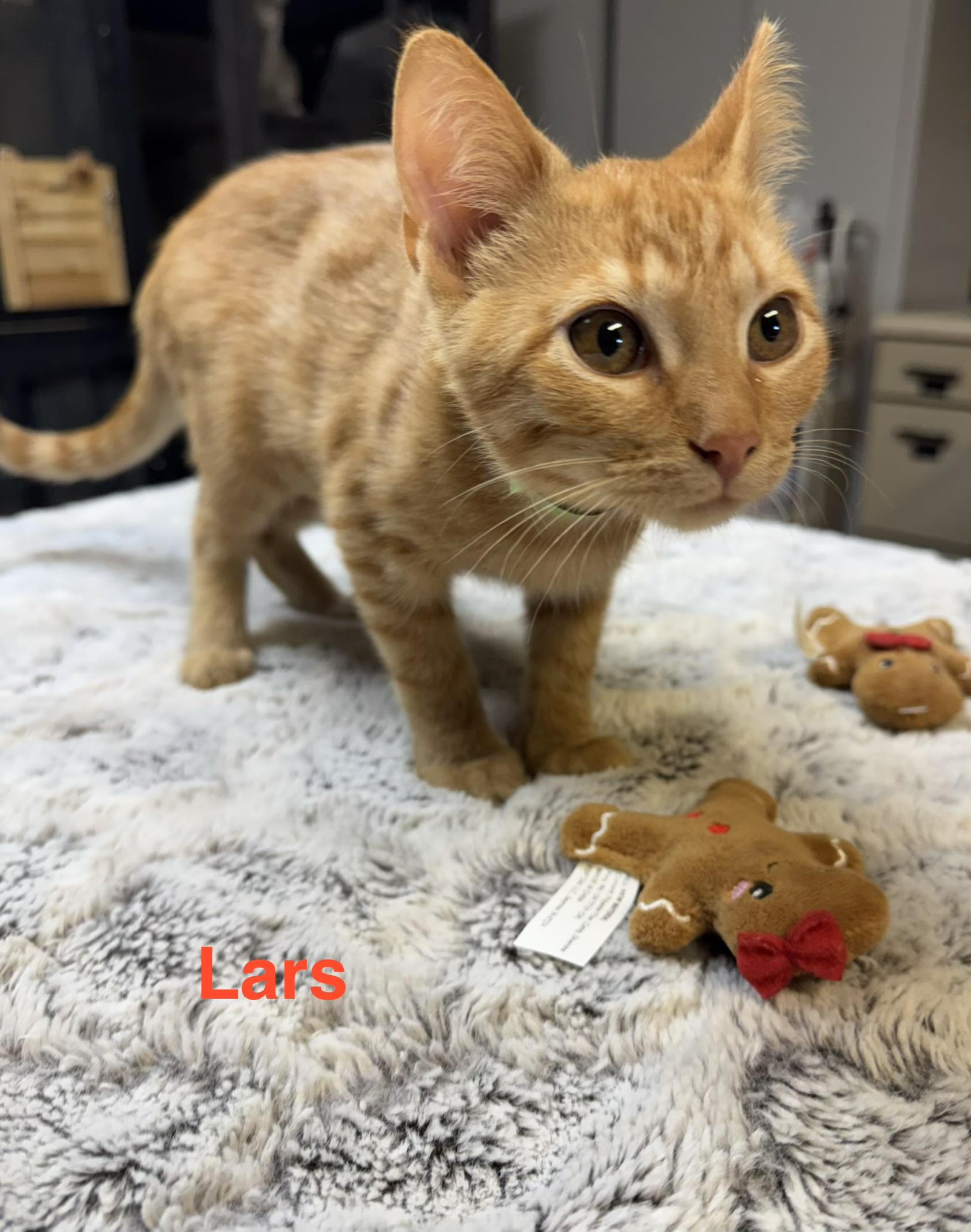 Lars (18258-26), Adoptable, Young Male Domestic Short Hair.