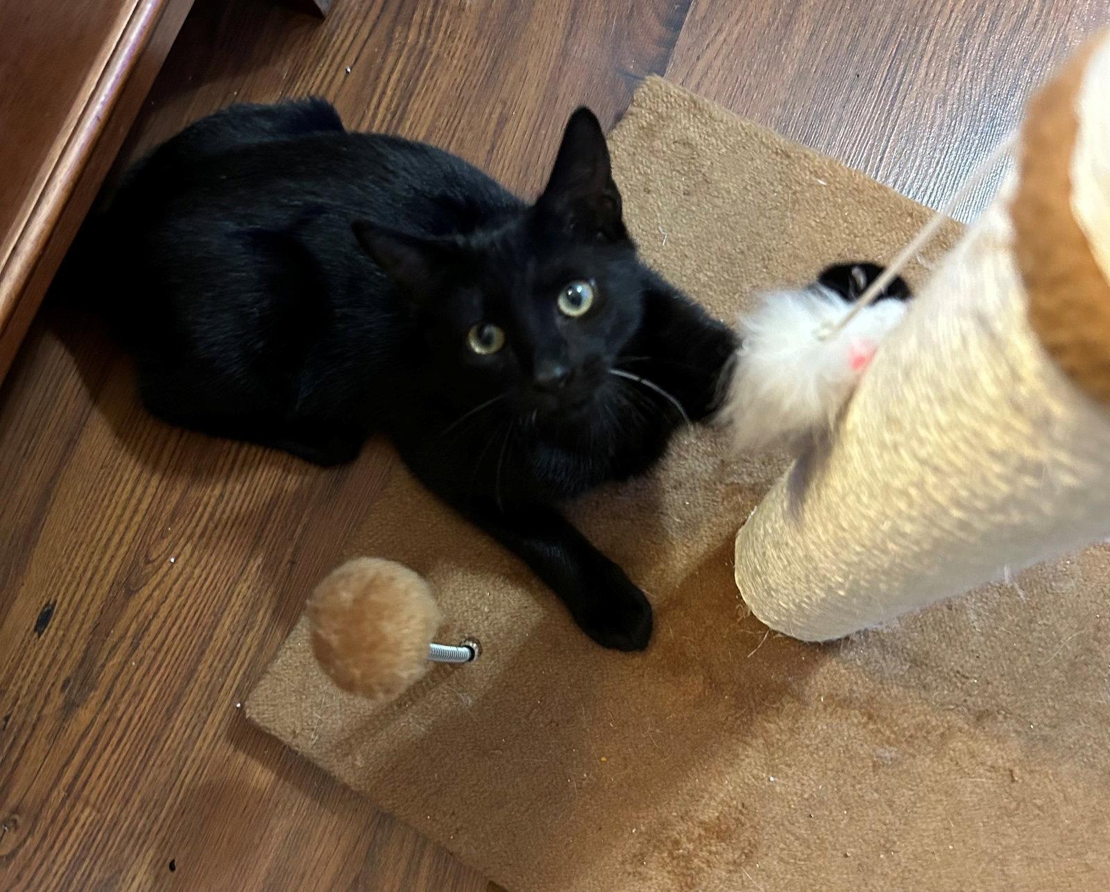 MIDNIGHT, Adoptable, Kitten Male American Shorthair.