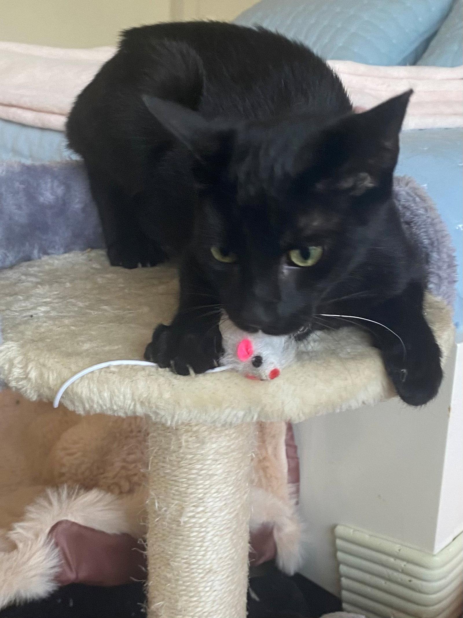 Enlarge MIDNIGHT, a Adoptable American Shorthair in Oakland Park, FL image 2/3
