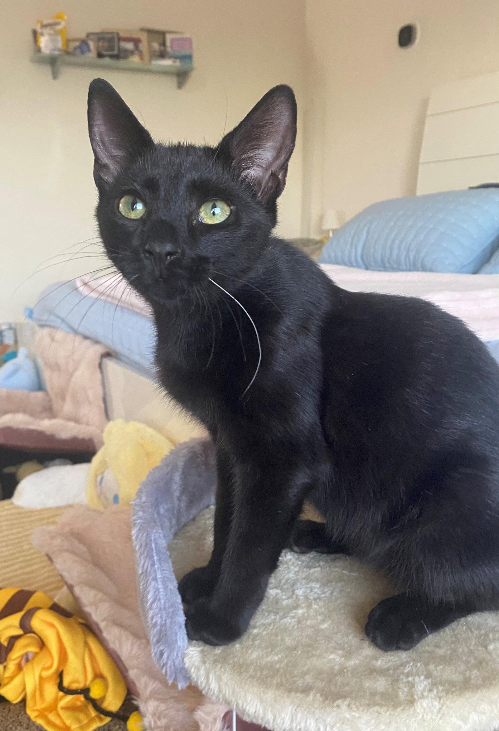 Enlarge MIDNIGHT, a Adoptable American Shorthair in Oakland Park, FL image 3/3