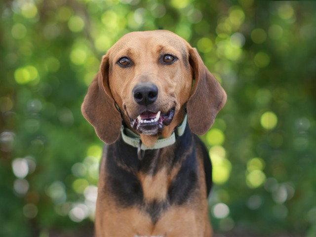Enlarge TUTOR, a Adoptable Bloodhound in Tavares, FL image 1/1