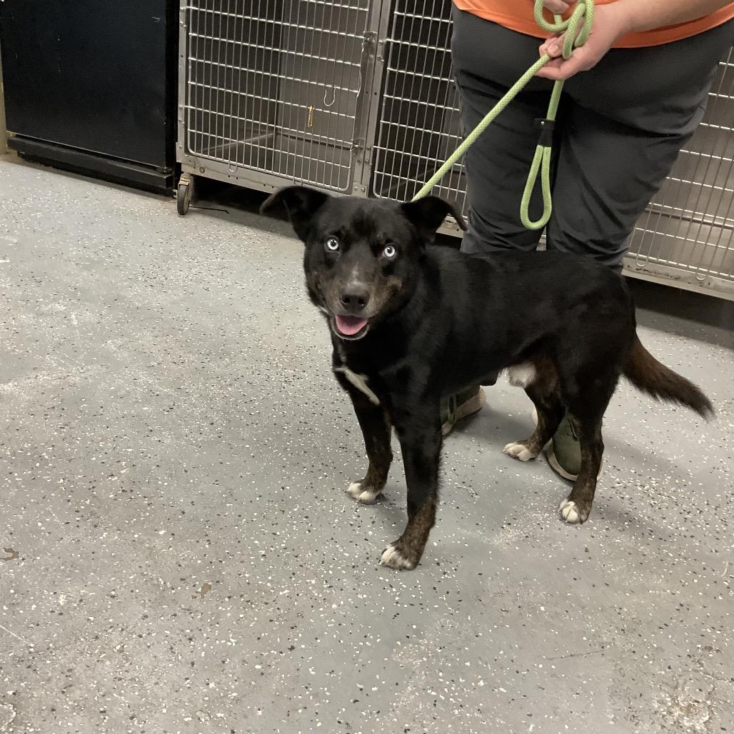 Enlarge Poe, a Adoptable mixed breed in St Joseph, MO image 1/2