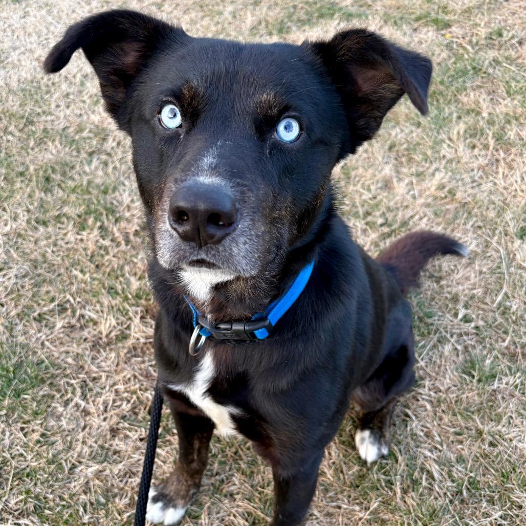 Enlarge Poe, a Adoptable mixed breed in St Joseph, MO image 2/2