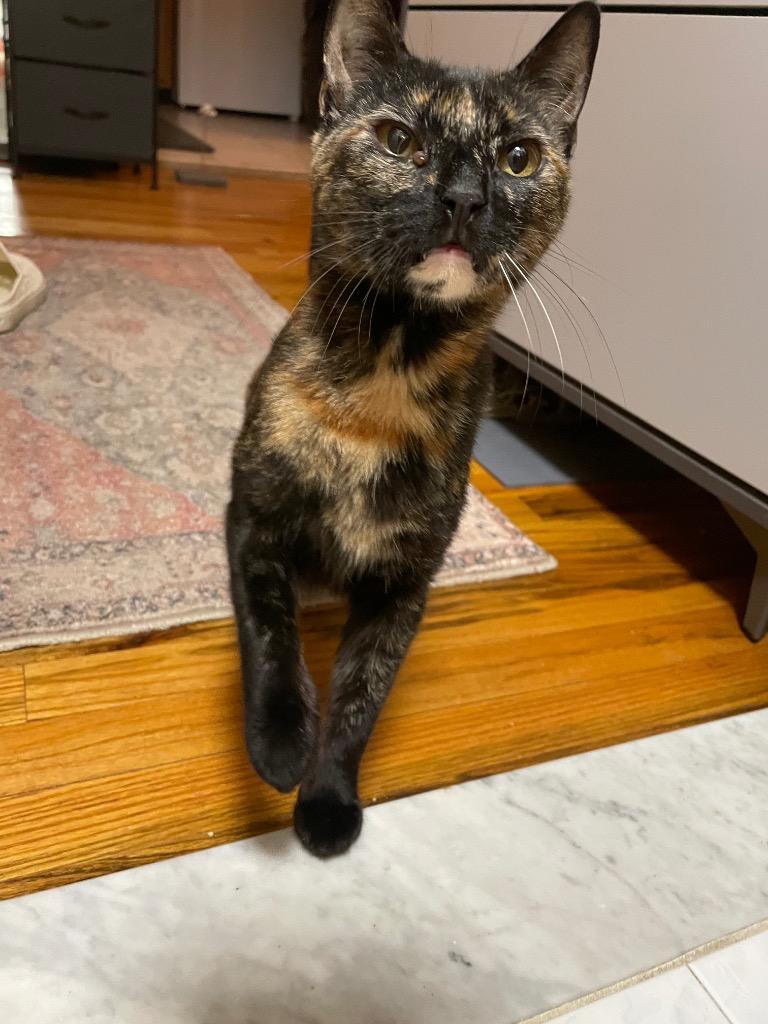 Diane, Adoptable, Young Female Domestic Short Hair.
