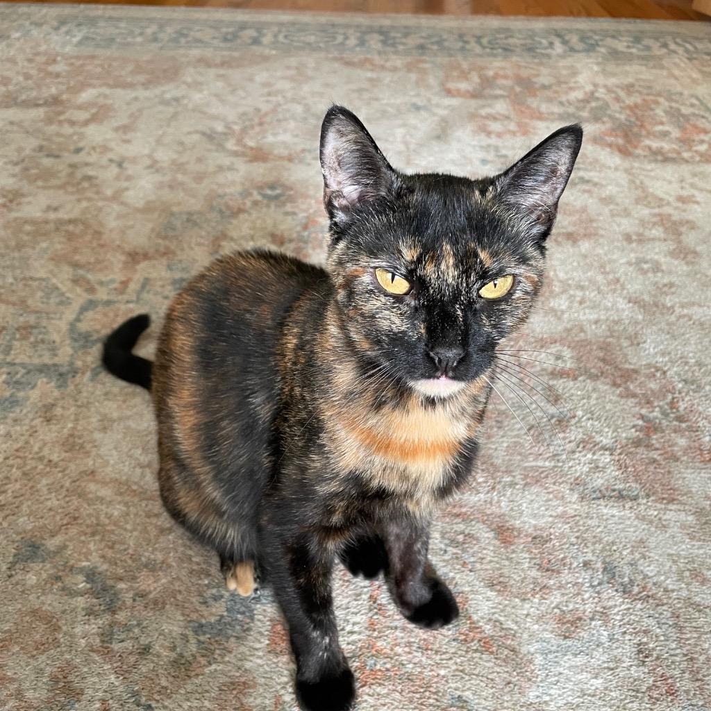 Enlarge Diane, a Adoptable mixed breed in New York, NY image 3/6