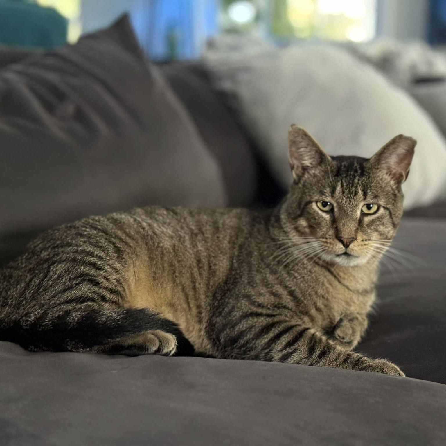 Tommy, a Adoptable Tabby in BUTLER, PA image 1/5