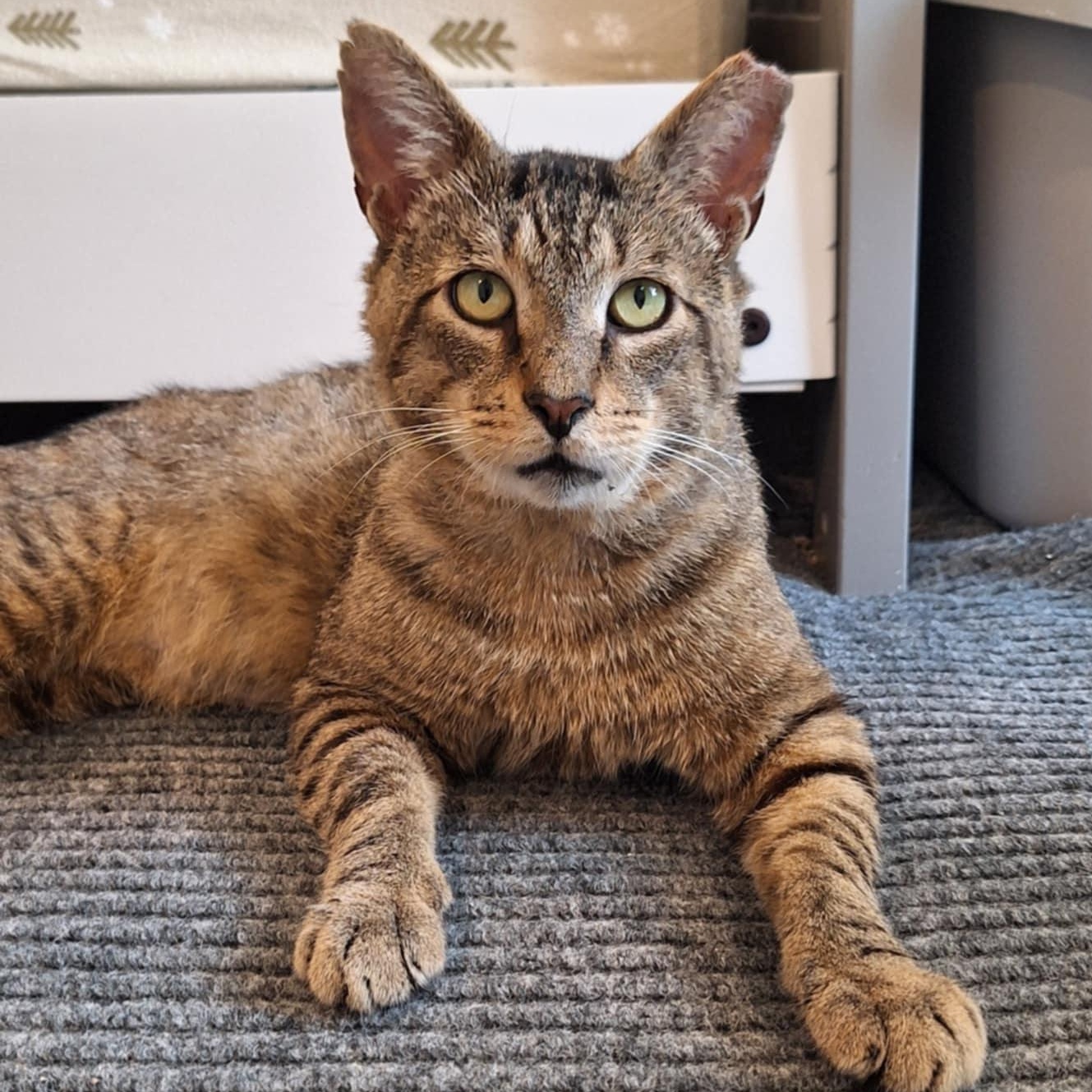 Tommy, Adoptable, Adult Male Tabby.