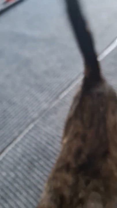 Enlarge Tommy, a Adoptable Tabby in BUTLER, PA video 5/5