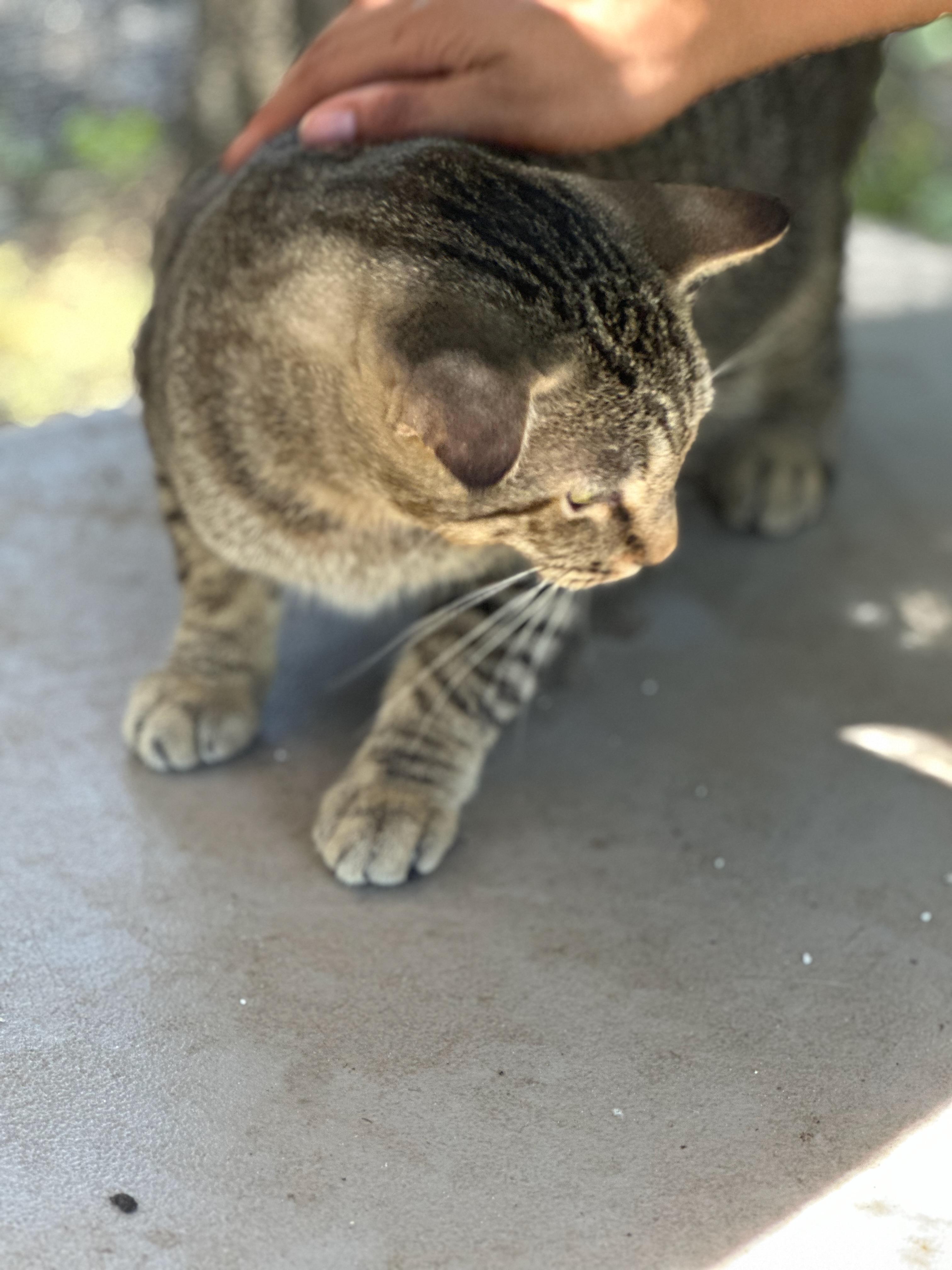 Enlarge Screech, a Adoptable Domestic Short Hair in Middleburg, FL image 1/1