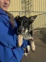 Marta, ADOPTABLE, Puppy Female Australian Cattle Dog / Blue Heeler.