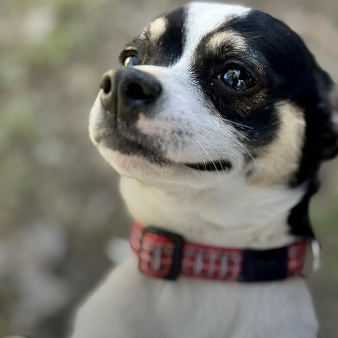 Fane, an adopted mixed breed in Bethel, VT image 1/3