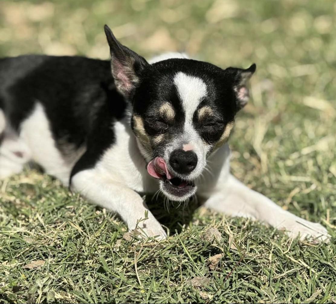 Fane, an adopted mixed breed in Bethel, VT image 2/3