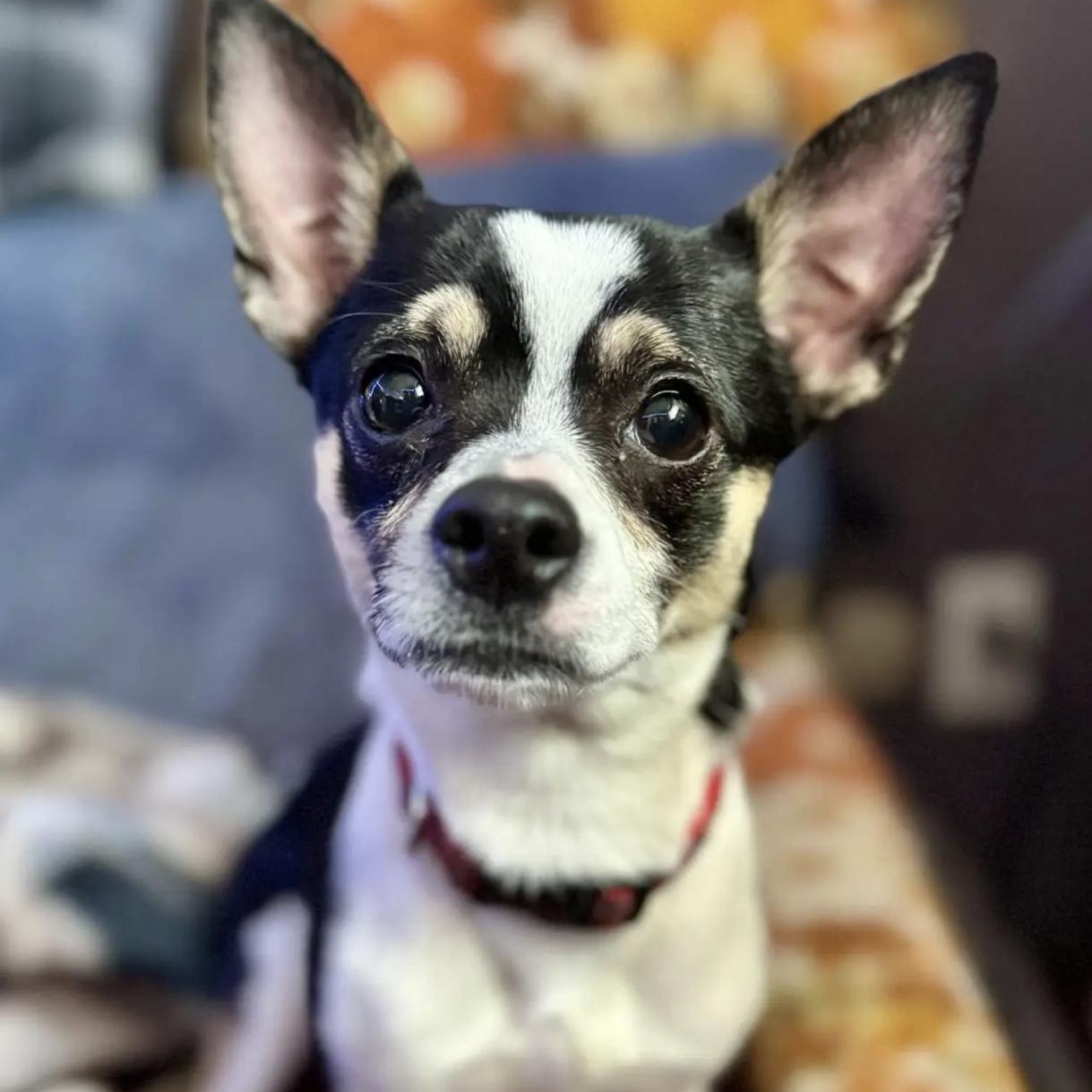 Fane, an adopted mixed breed in Bethel, VT image 3/3