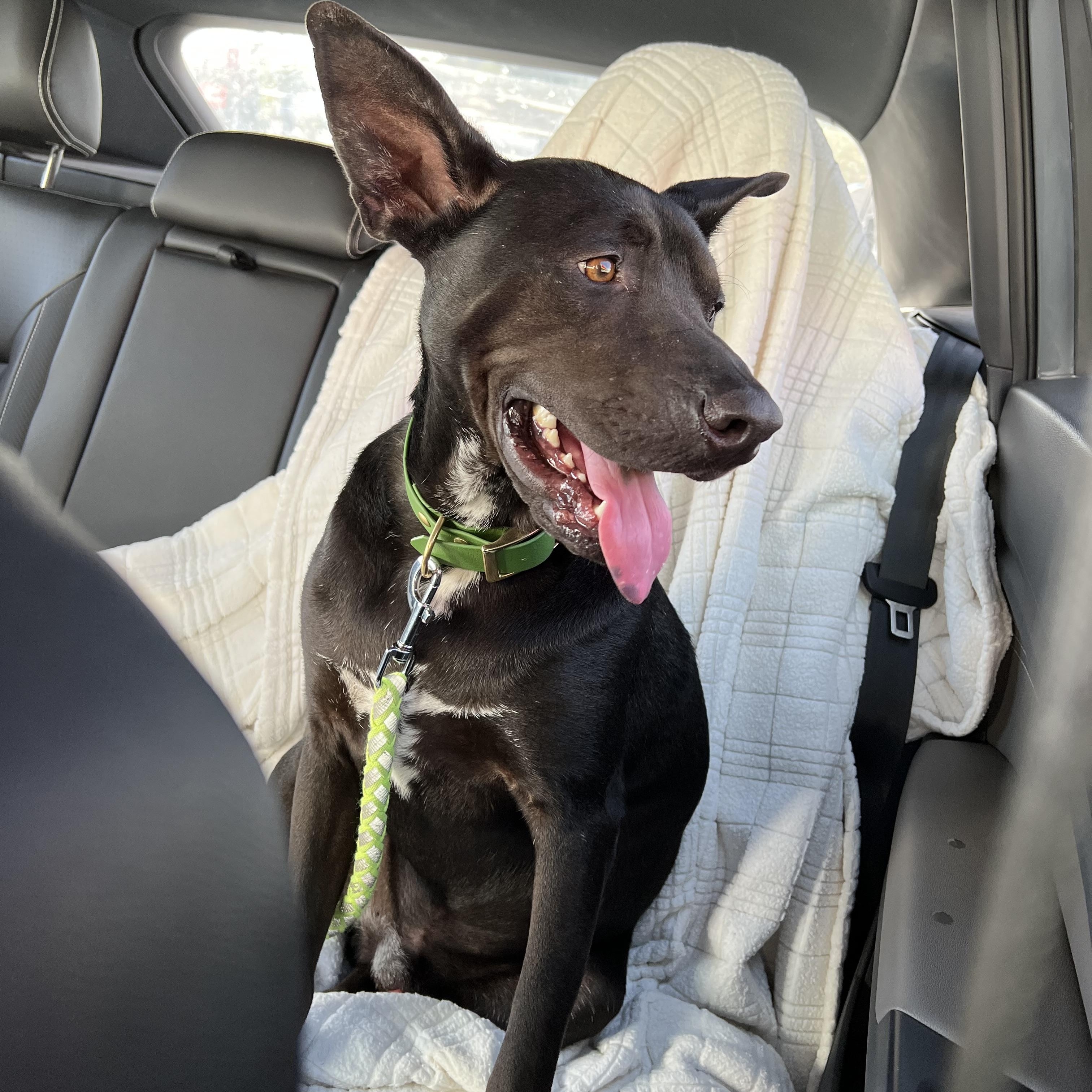 Enlarge PAWblito, a Adoptable mixed breed in Palm Desert, CA image 6/6