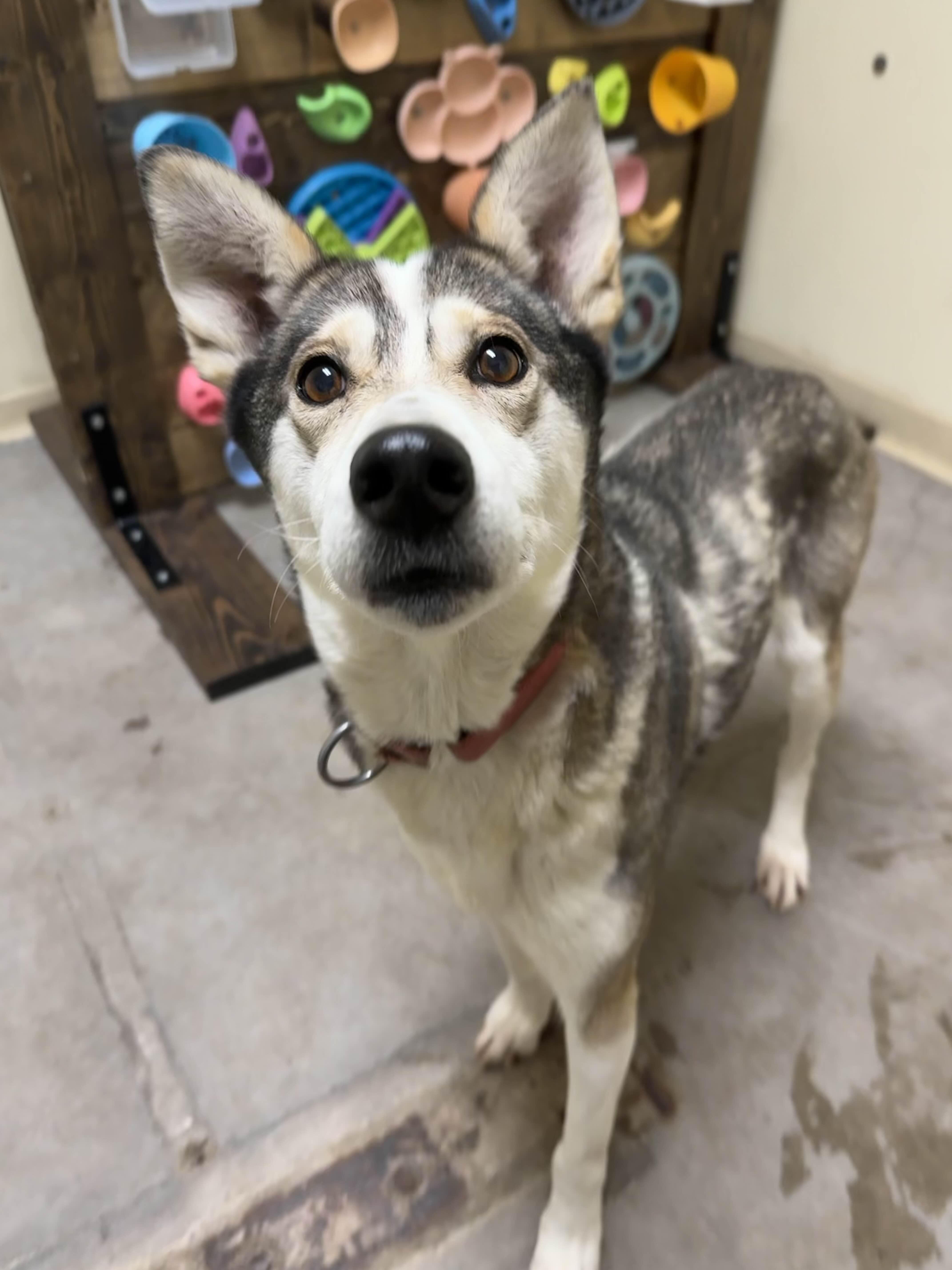 Henzley, ADOPTABLE, Adult Female Husky.