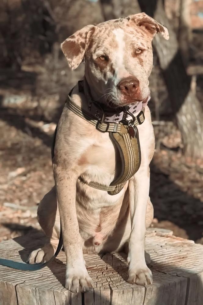 Enlarge Chip, a Adoptable Catahoula Leopard Dog in Albuquerque, NM image 1/2