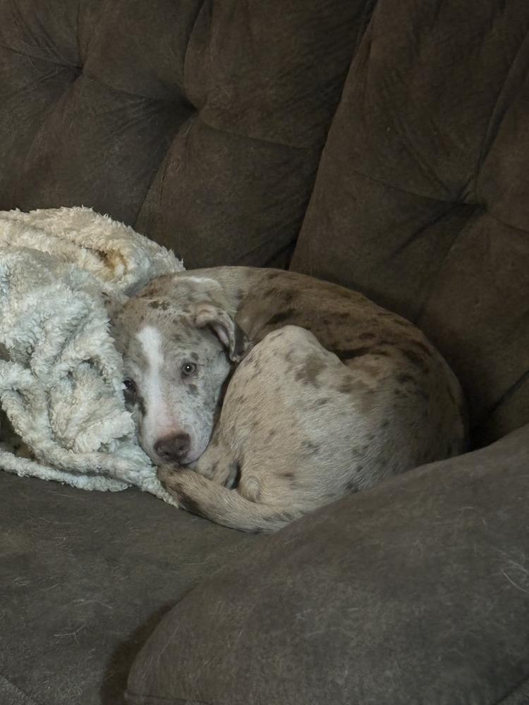 Enlarge Chip, a Adoptable Catahoula Leopard Dog in Albuquerque, NM image 2/2