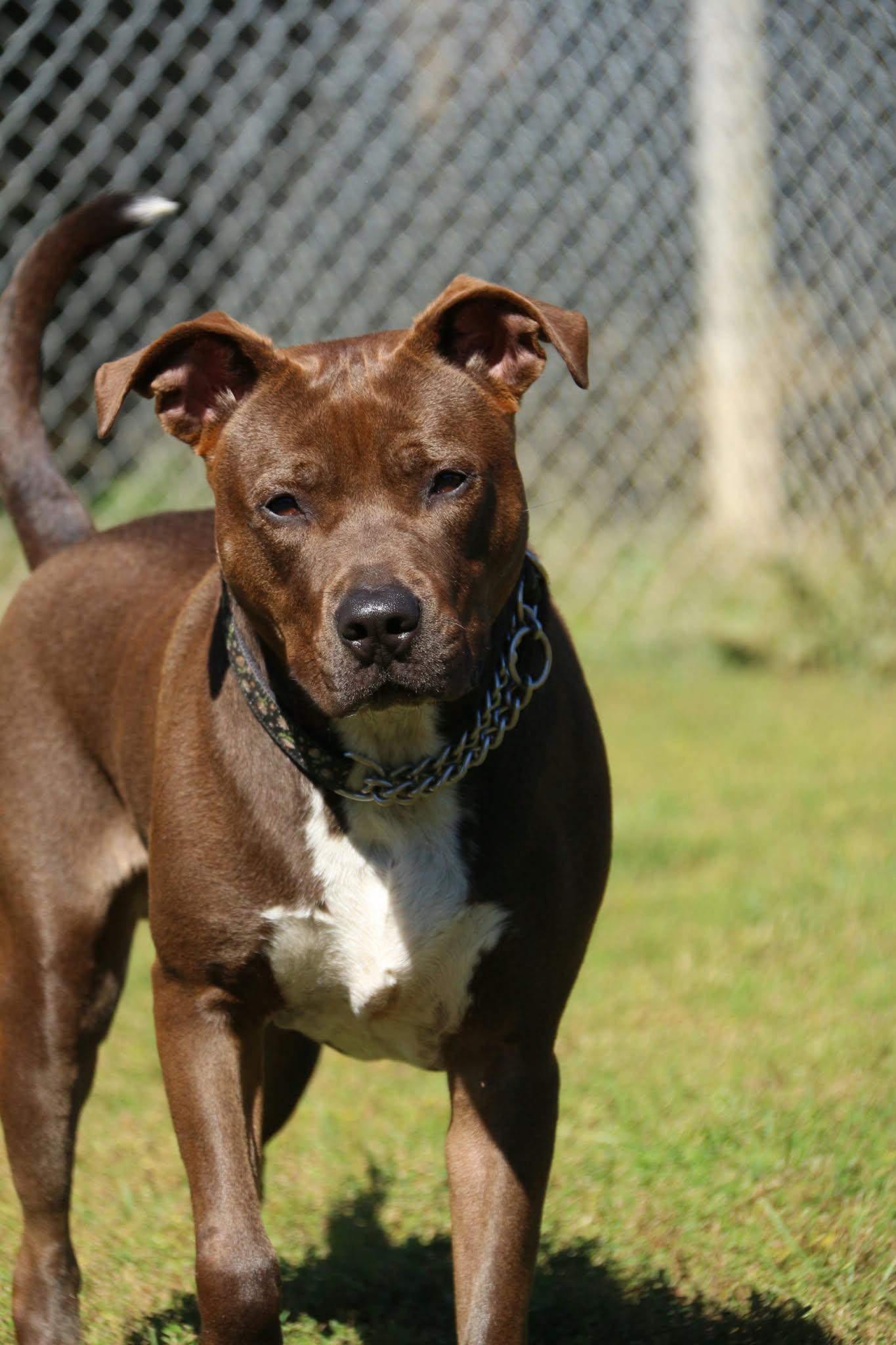 Enlarge Luigi, a Adoptable mixed breed in Appin, ON image 4/4