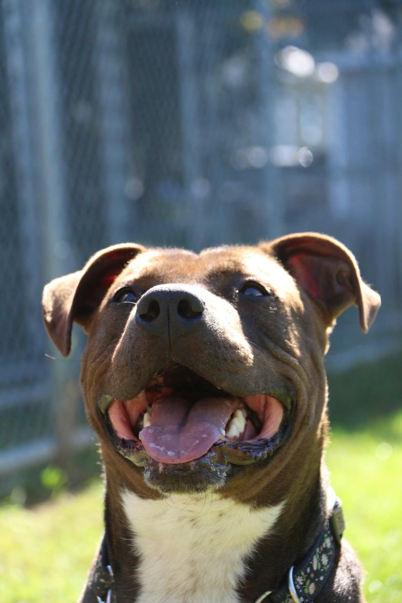 Enlarge Luigi, a Adoptable mixed breed in Appin, ON image 3/4