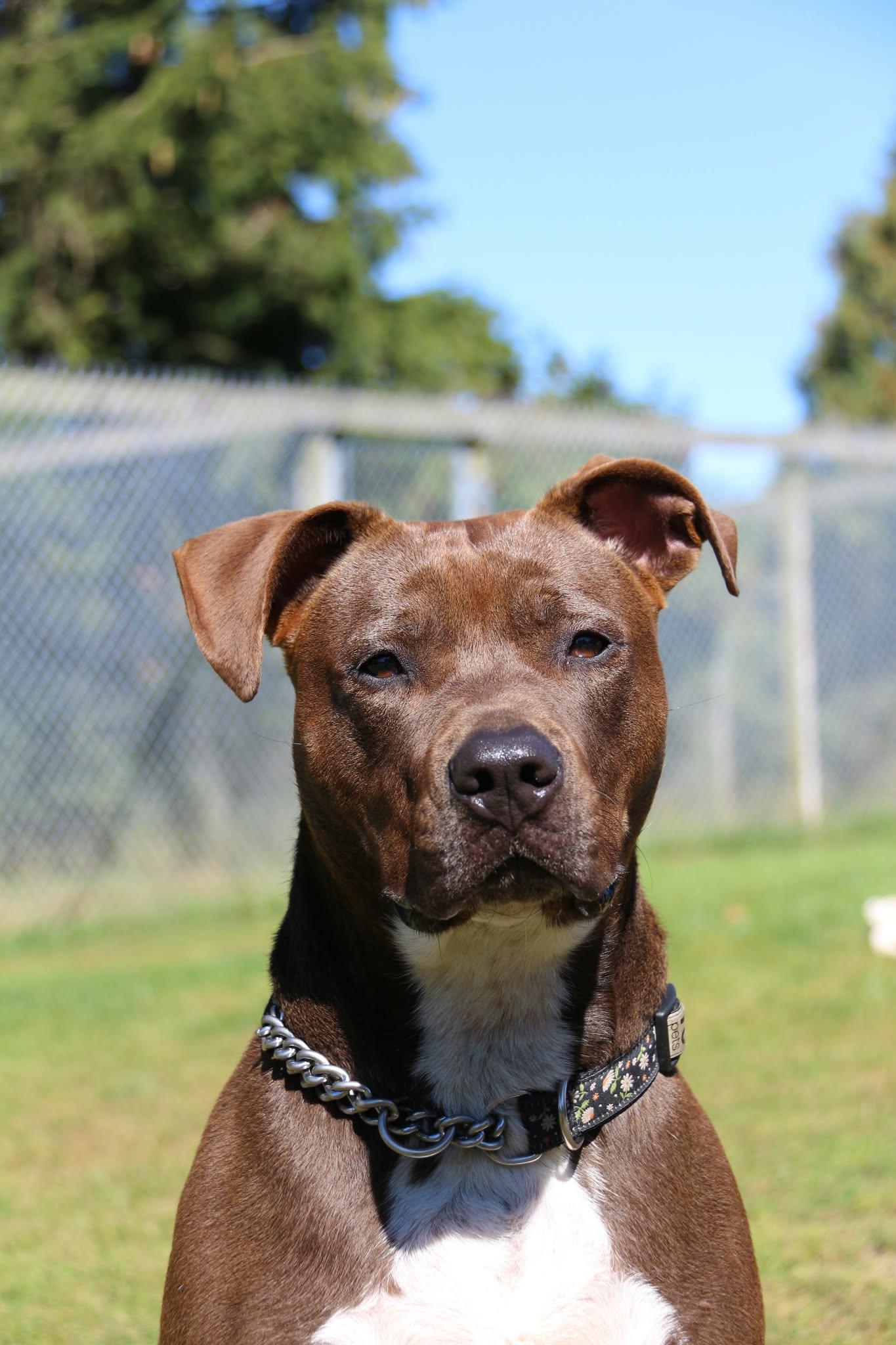 Enlarge Luigi, a Adoptable mixed breed in Appin, ON image 1/4