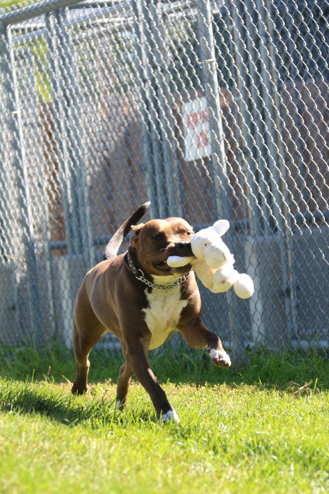 Enlarge Luigi, a Adoptable mixed breed in Appin, ON image 2/4