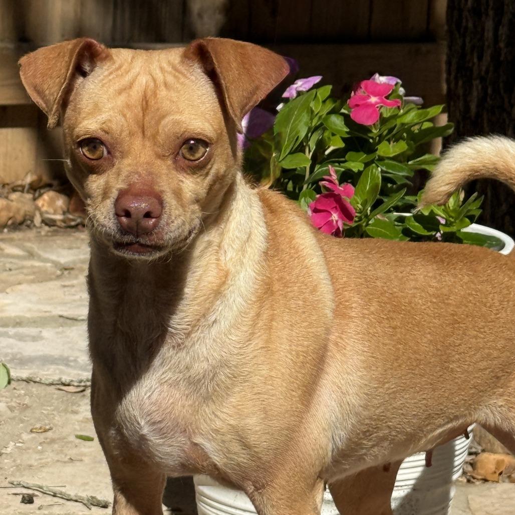 Enlarge Lyrica, a Adoptable mixed breed in Austin, TX image 2/6