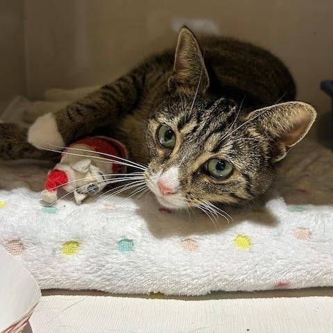 Enlarge Ellie, a Adoptable Domestic Short Hair in East Brunswick, NJ image 4/6