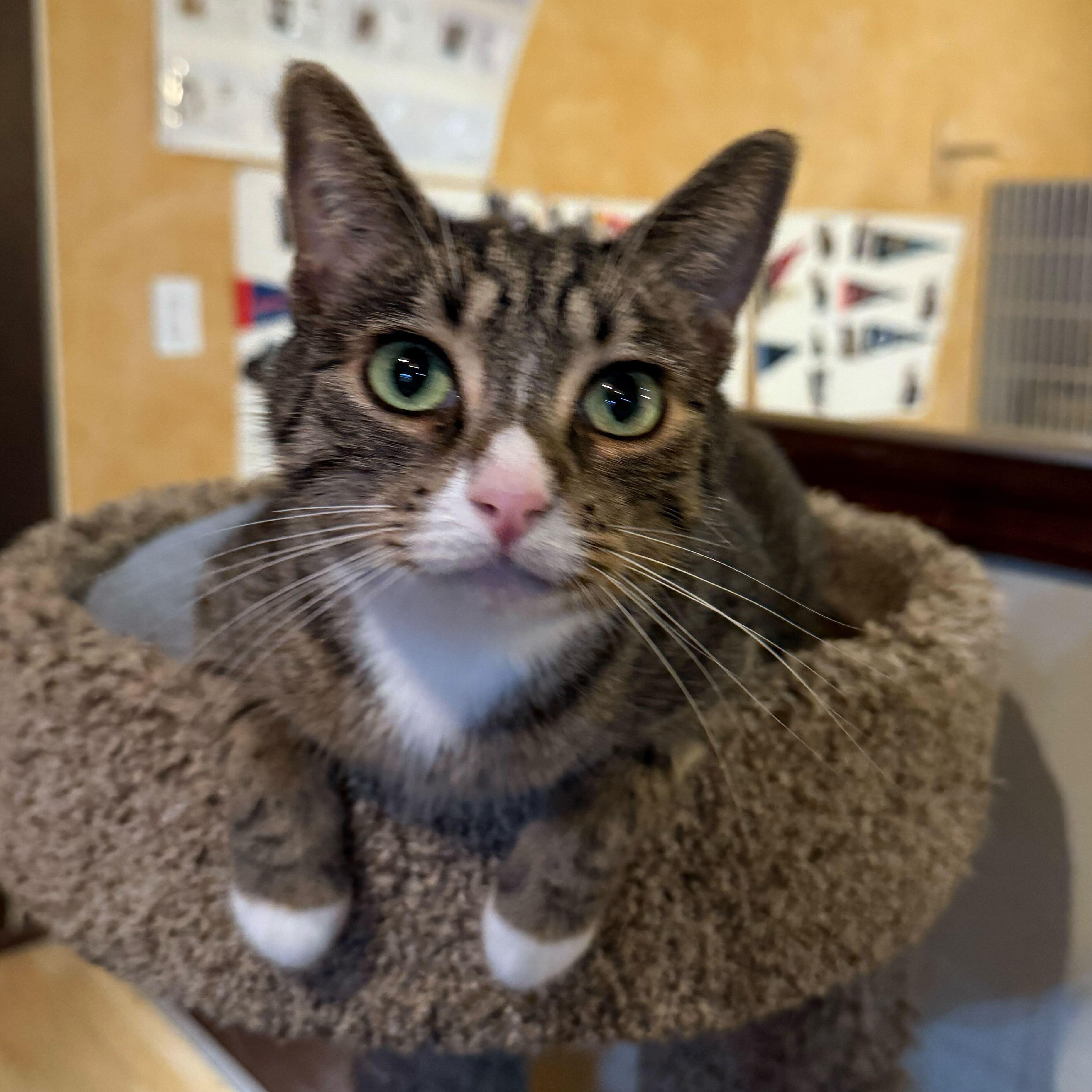 Enlarge Ellie, a Adoptable Domestic Short Hair in East Brunswick, NJ image 6/6