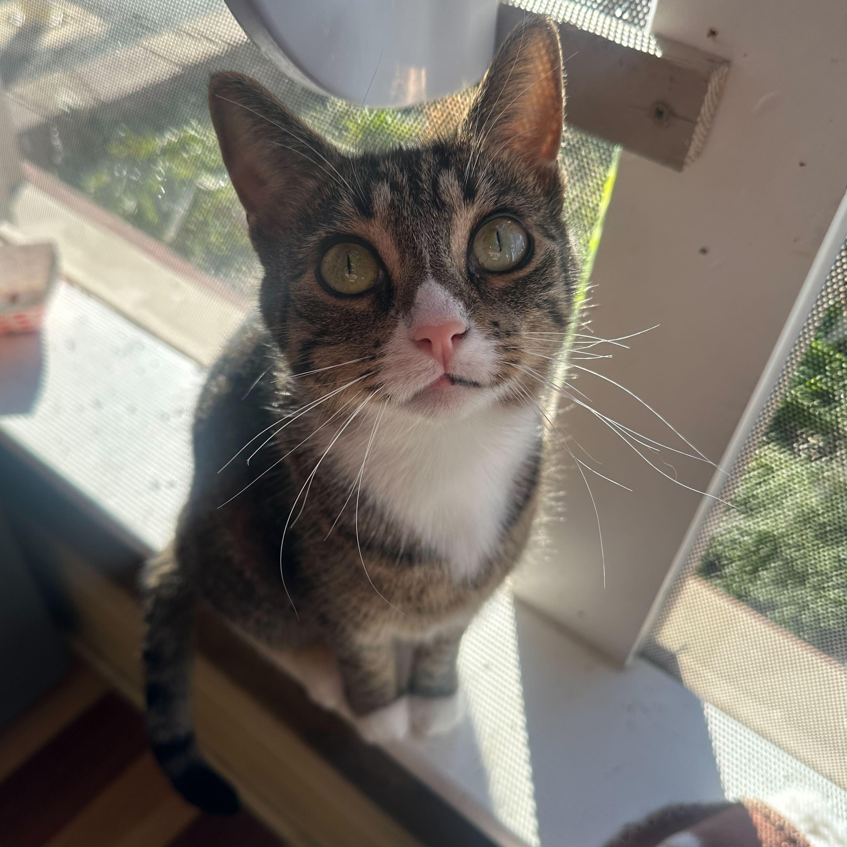 Enlarge Ellie, a Adoptable Domestic Short Hair in East Brunswick, NJ image 5/6