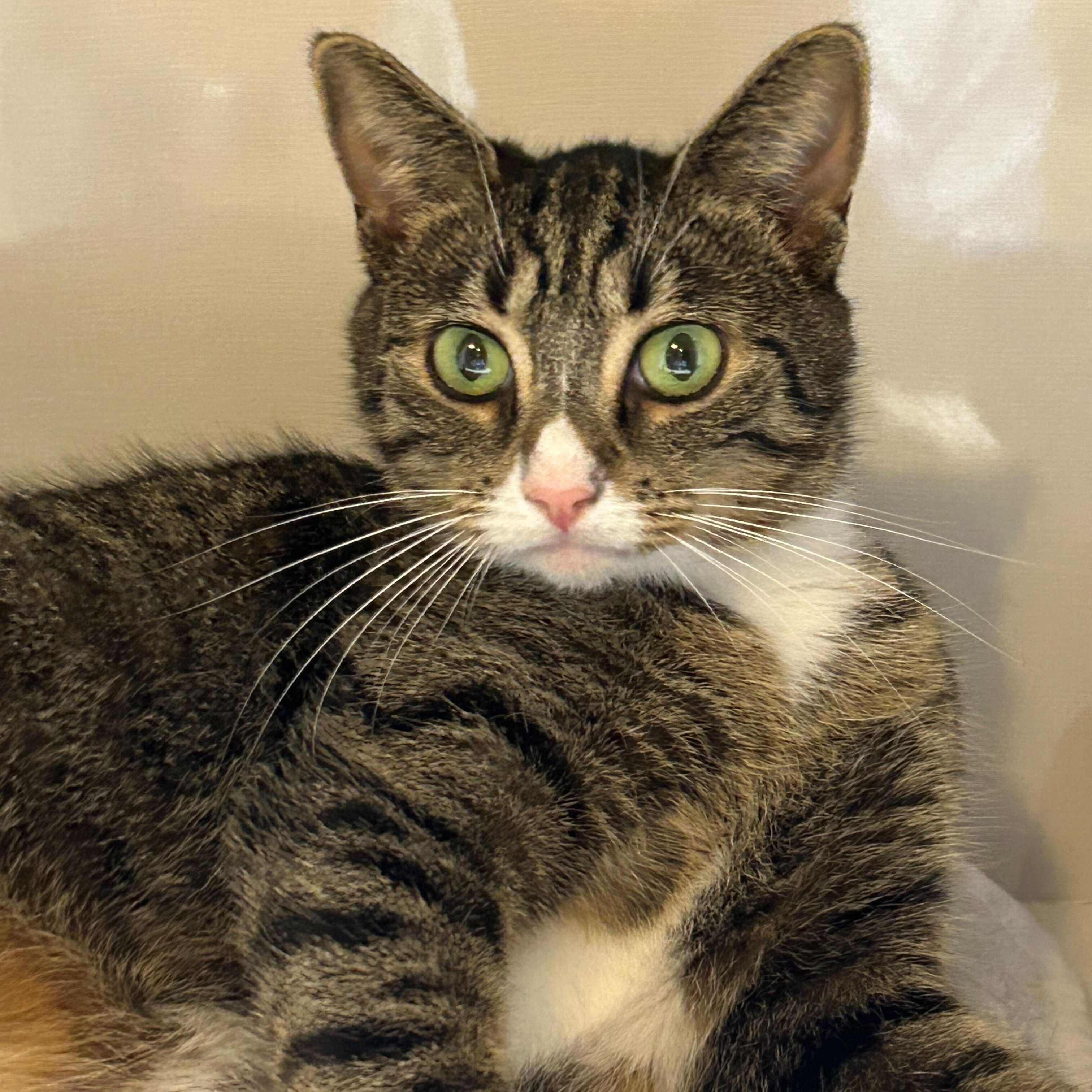 Enlarge Ellie, a Adoptable Domestic Short Hair in East Brunswick, NJ image 3/6