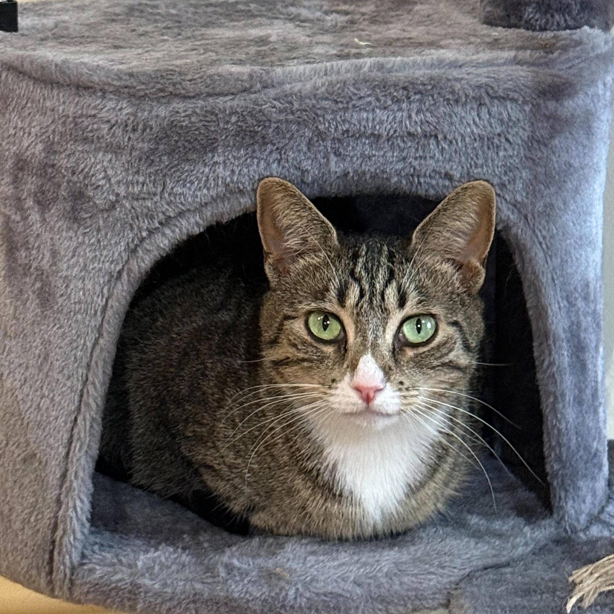 Enlarge Ellie, a Adoptable Domestic Short Hair in East Brunswick, NJ image 6/6