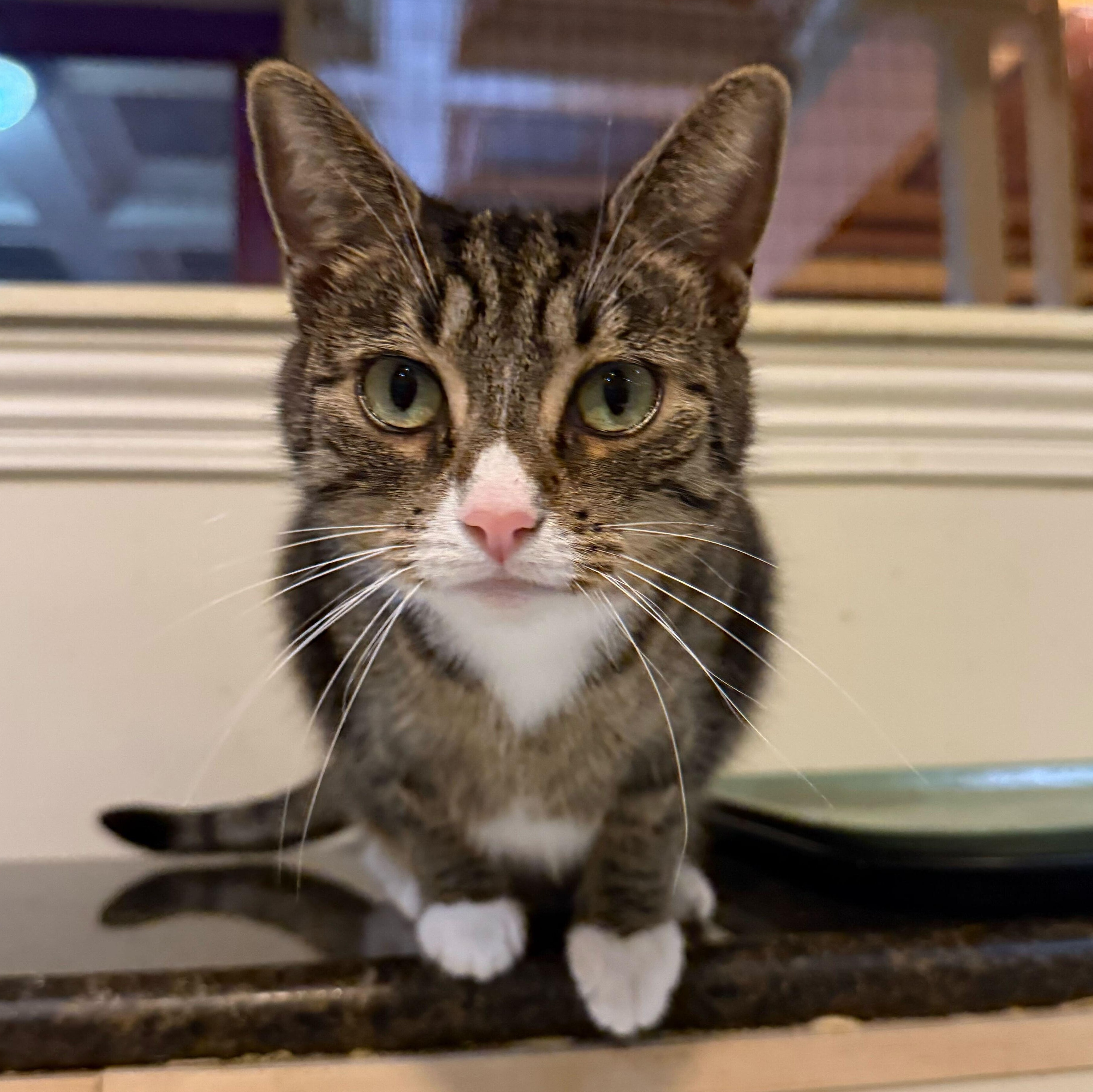 Ellie, Adoptable, Adult Female Domestic Short Hair.