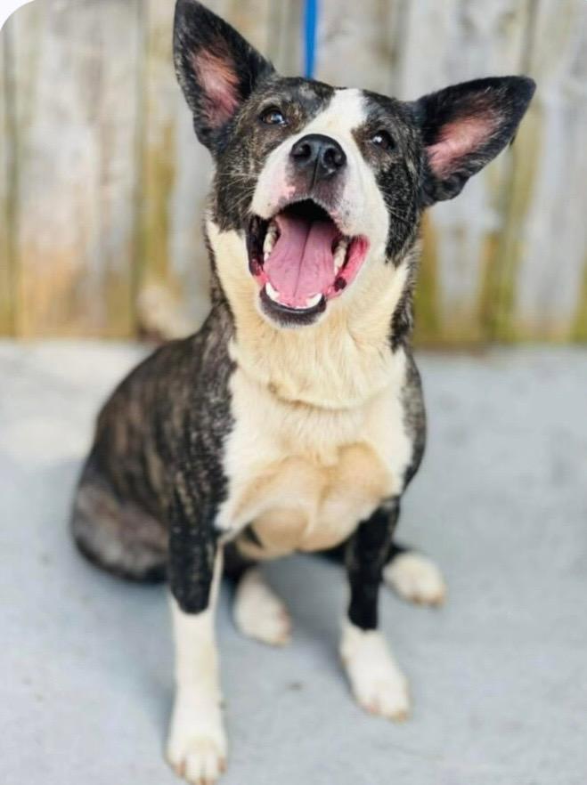 Enlarge Svetlana, a Adoptable mixed breed in Nyack, NY image 1/1