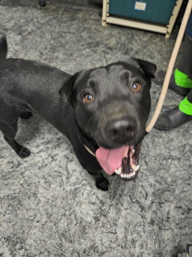 Enlarge Chief, a Adoptable mixed breed in Moses Lake, WA image 1/6