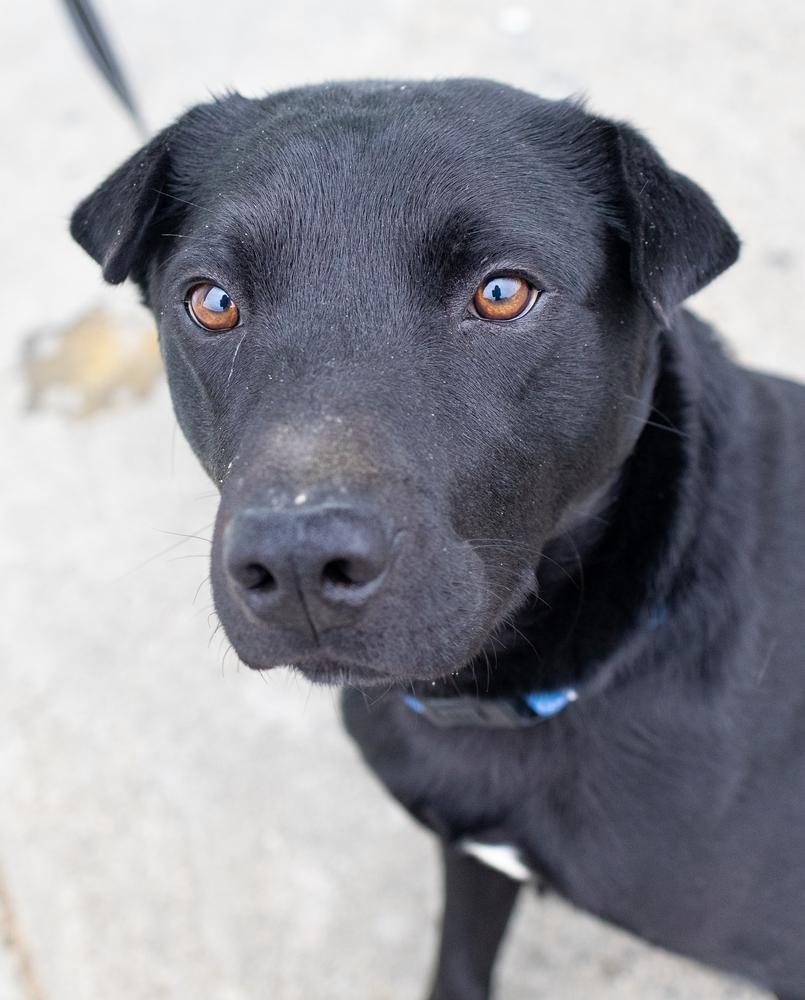 Enlarge Chief, a Adoptable mixed breed in Moses Lake, WA image 3/6