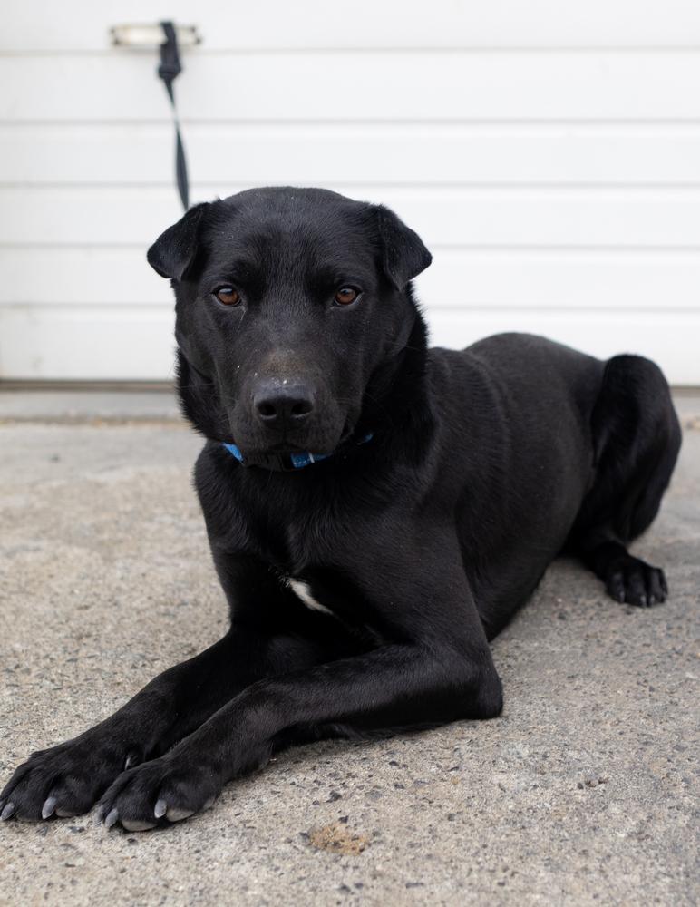Enlarge Chief, a Adoptable mixed breed in Moses Lake, WA image 6/6